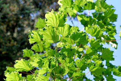 Acer platanoides 'Cucullatum' - javor méč - listy (63)